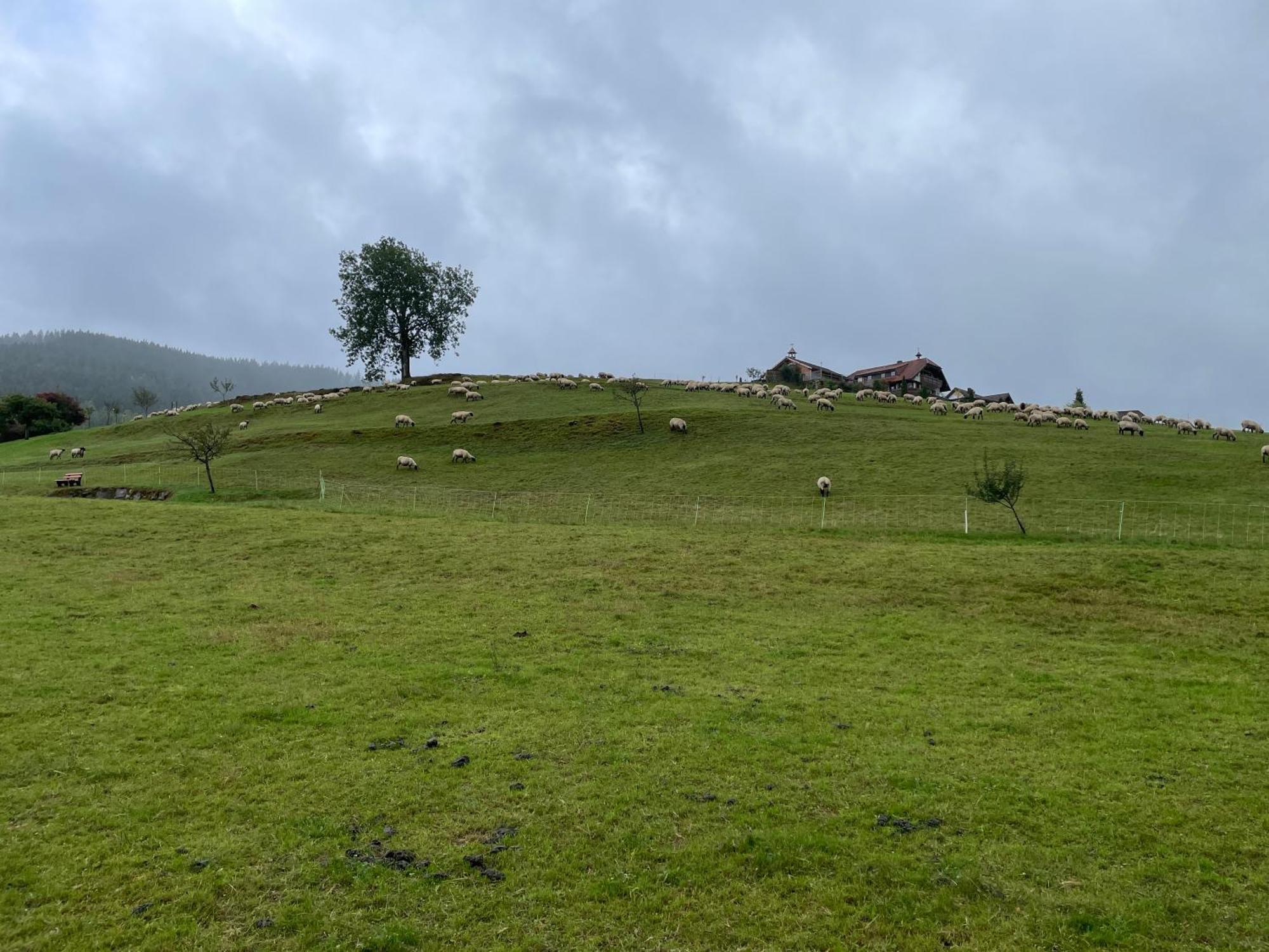 Am Baumgarten Baiersbronn Εξωτερικό φωτογραφία